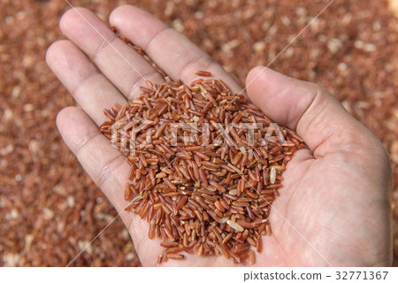 Riceberry rice or Thai black jasmine rice in hand Riceberry rice or Thai black jasmine rice in hand 32771367