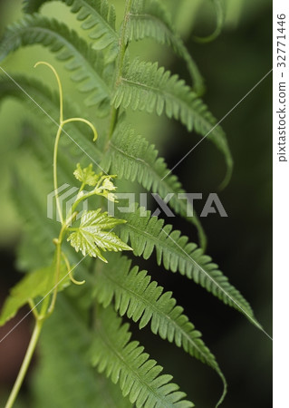 Fern leaf green foliage a natural plant background 32771446