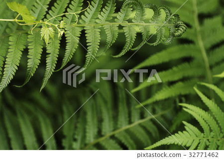 Fern leaf green foliage a natural plant background 32771462