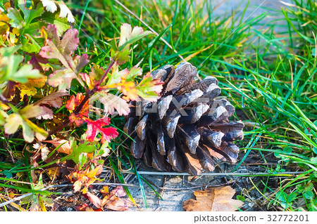 pine cone in the grass in a forest in autumn 32772201