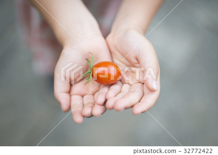 Child's hand harvesting tomatoes Child's hand harvesting tomatoes 32772422