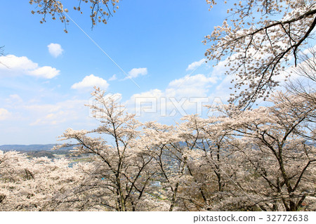 Cherry blossoms of Funaoka Castle 32772638
