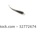 Medaka黑色Medaka白色背景 32772674