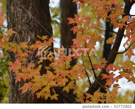 Street tree-2 colored in autumn Street tree-2 colored in autumn 32772802