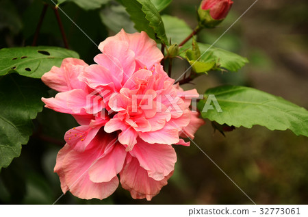 朱槿,扶桑花 32773061