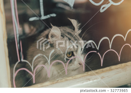 Lonely cute cat looking out of window vintage tone 32773985