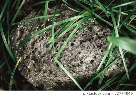 Scoriaceous basalt Stone or Pumice and Scoria Rock Scoriaceous basalt Stone or Pumice and Scoria Rock 32774049