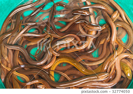 Asian Thai eel fish or snake fish Asian Thai eel fish or snake fish 32774050