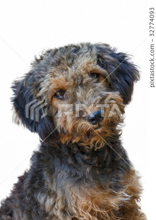 Dog 32774093