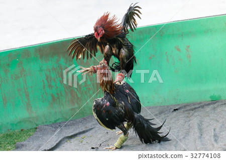 Gamecocks fight 32774108