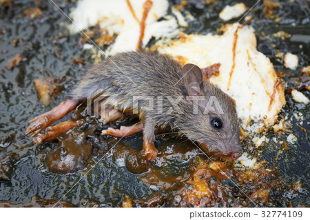 the rat in glue stick on the mousetrap the rat in glue stick on the mousetrap 32774109