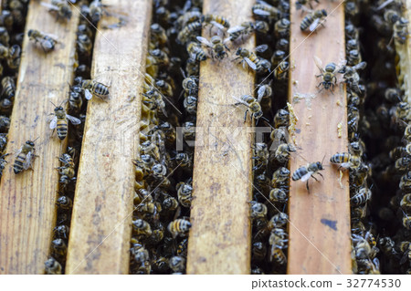 Open bee hive. Plank with honeycomb in the hive Open bee hive. Plank with honeycomb in the hive 32774530