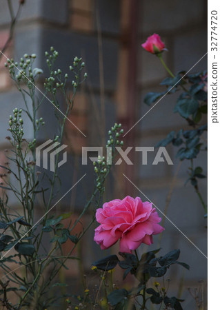 一朵深粉紅盛開玫瑰 32774720