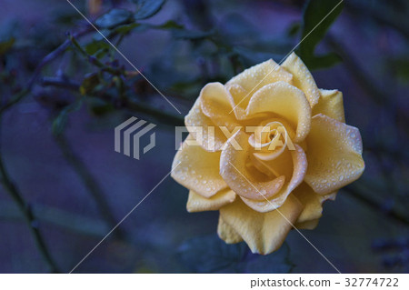 一朵黃色玫瑰 32774722
