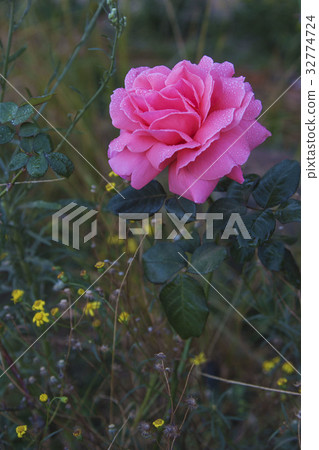 一朵深粉紅盛開玫瑰 32774724