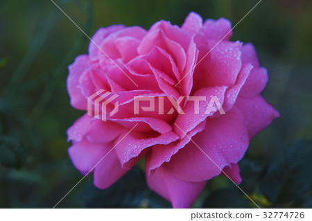 一朵深粉紅盛開玫瑰 32774726