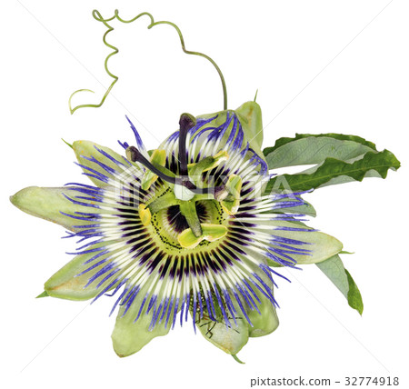 Passiflora caerulea, Blue Passion Flower Passiflora caerulea, Blue Passion Flower 32774918
