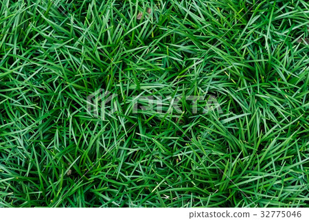 green grass texture background 32775046