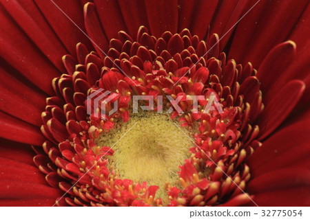 Gerbera close-up Gerbera close-up 32775054