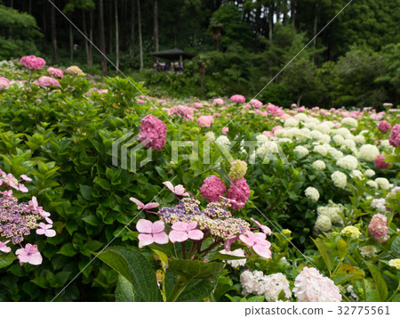 Hydrangea at Hattori Farm 32775561