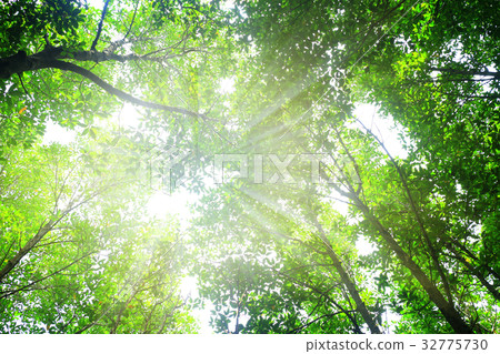 Mangrove trees  forest in Rayong 32775730