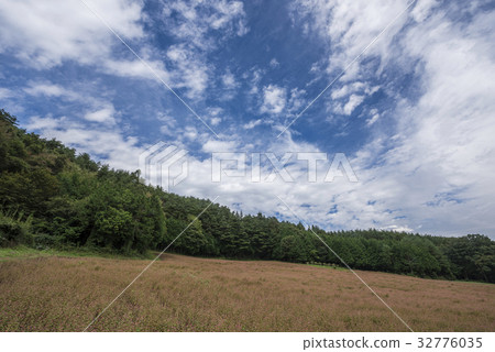色的紅色蕎麥麵村莊 32776035