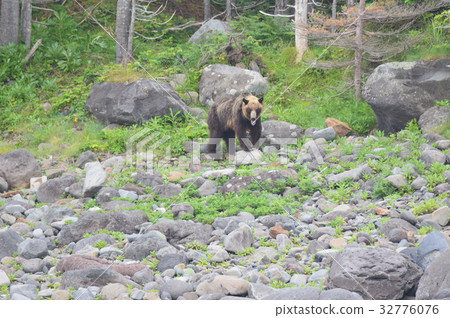 Wild brown bears (Rusha Bay, west coast of Shiretoko Peninsula, Hokkaido) Wild brown bears (Rusha Bay, west coast of Shiretoko Peninsula, Hokkaido) 32776076