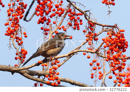一隻帶著果實的綠耳小雞 32776222