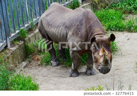 Longevity black rhino Longevity black rhino 32776415