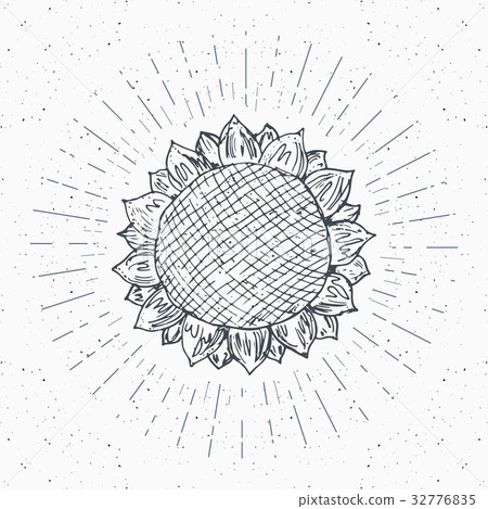 Sunflower sketch, Vintage label, Hand drawn vector 32776835