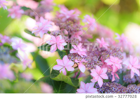 Hydrangea variety (dance party) Hydrangea variety (dance party) 32777028