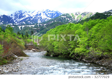 Ginzanhira fresh green 32777029