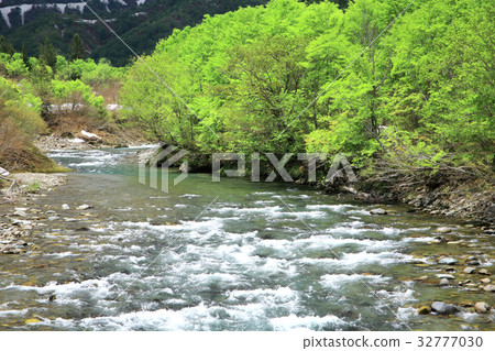 Ginzanhira fresh green 32777030