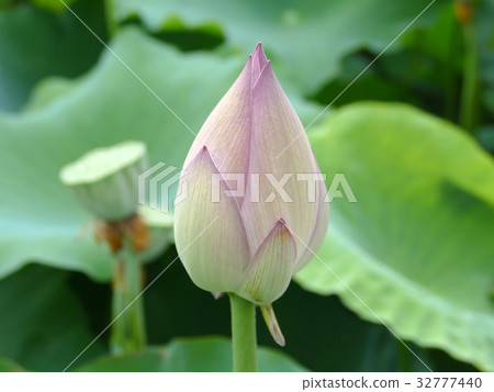 很多芽紹興古仁 很多芽紹興古仁 32777440