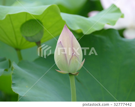 很多芽紹興古仁 很多芽紹興古仁 32777442