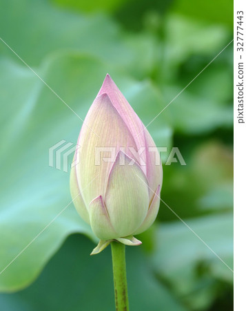 很多芽紹興古仁 很多芽紹興古仁 32777443