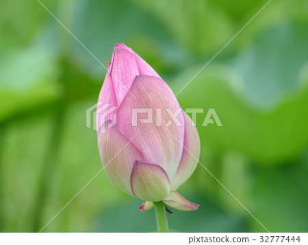 很多芽富士園蓮花 32777444