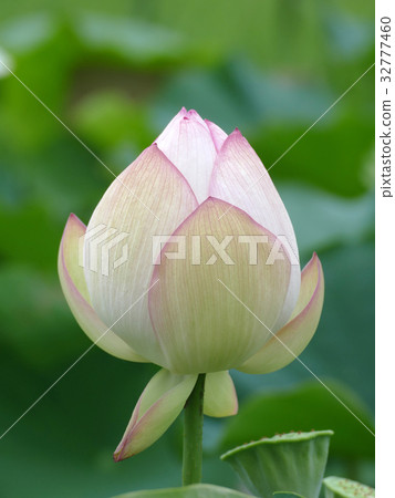Lotus bud 32777460