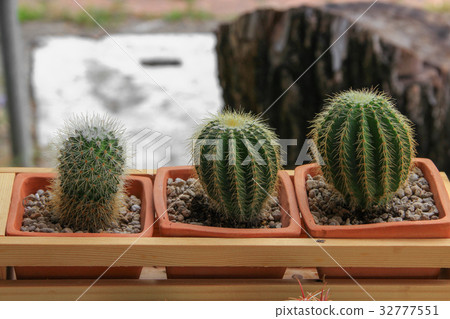 Cactus in pot natural beautiful Cactus in pot natural beautiful 32777551