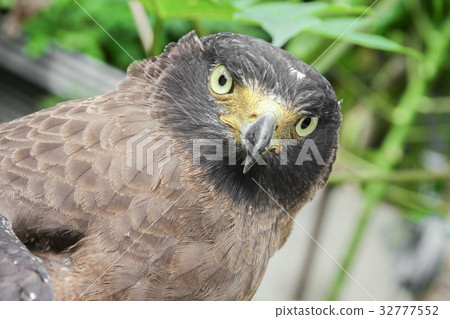 Close-up Falcon Peregrine Close-up Falcon Peregrine 32777552