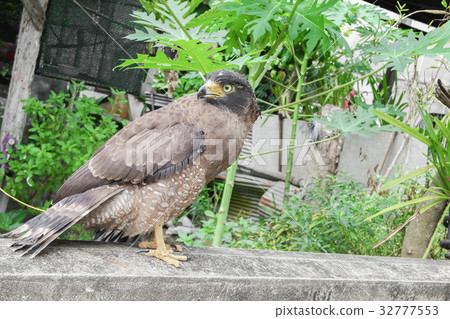 Close-up Falcon Peregrine Close-up Falcon Peregrine 32777553