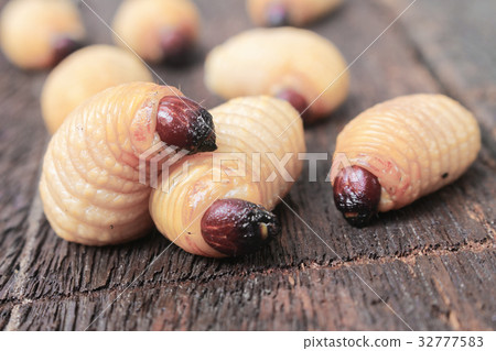 Sago beetle worm, Red palm weevil on the wooden Sago beetle worm, Red palm weevil on the wooden 32777583