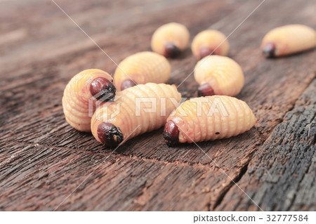 Sago beetle worm, Red palm weevil on the wooden Sago beetle worm, Red palm weevil on the wooden 32777584