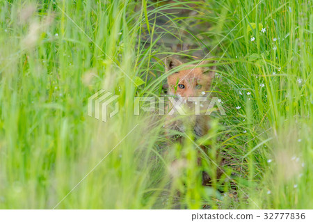 Summer child fox 6 32777836