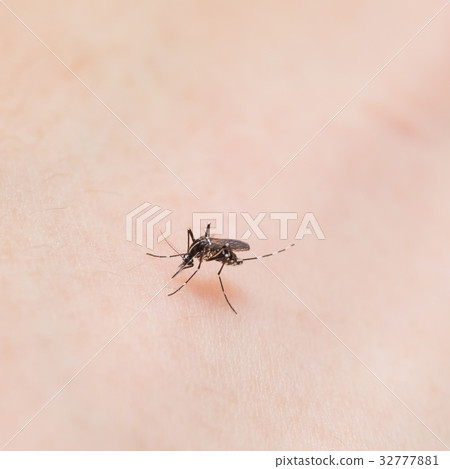 Blood-sucking mosquito 32777881