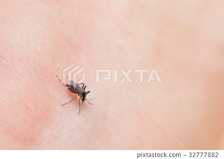 Blood-sucking mosquito 32777882