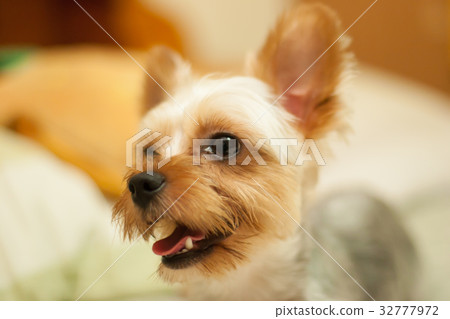 Yorkshire terrier Yorkshire terrier 32777972