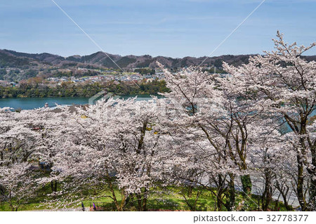 神奈川縣津久井湖城山公園的櫻花 32778377