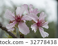 Kawazu Sakura 32778438