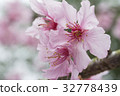 Kawazu Sakura 32778439